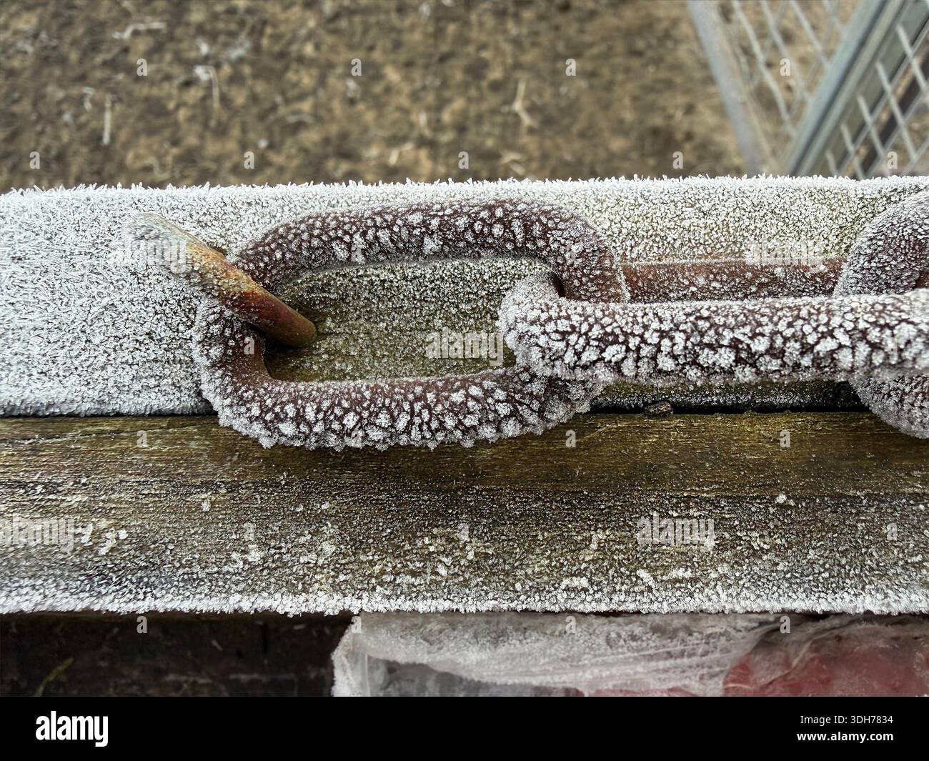 Close-up of a rusted metal chain covered in frost on a wooden fence during cold winter weather on a rural farm - Smartphone Captured Stock Image