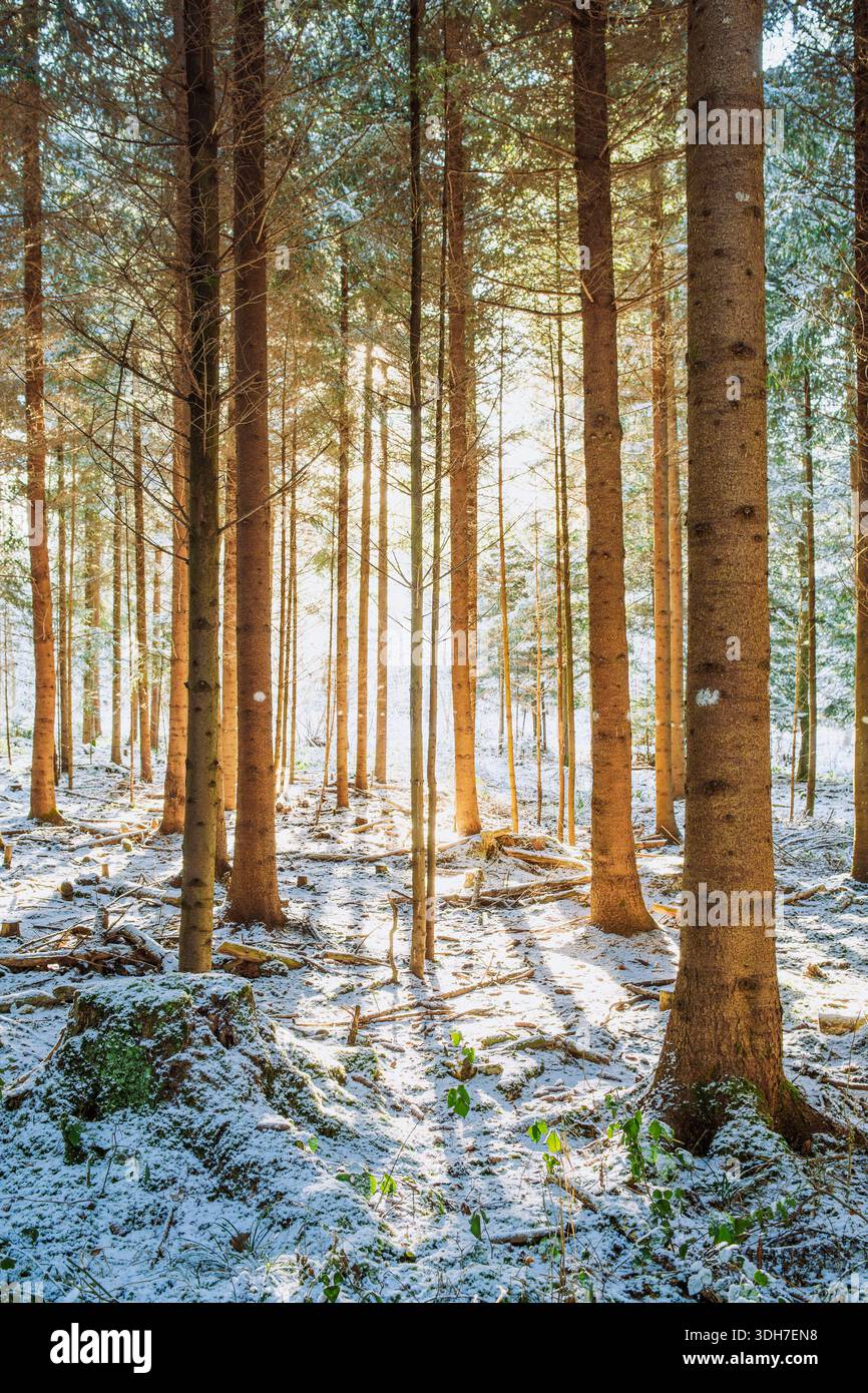 Setting sunlight beaming through a snowy forest scene. Wide angle view, backlit, no people, fresh snow cover Stock Photo