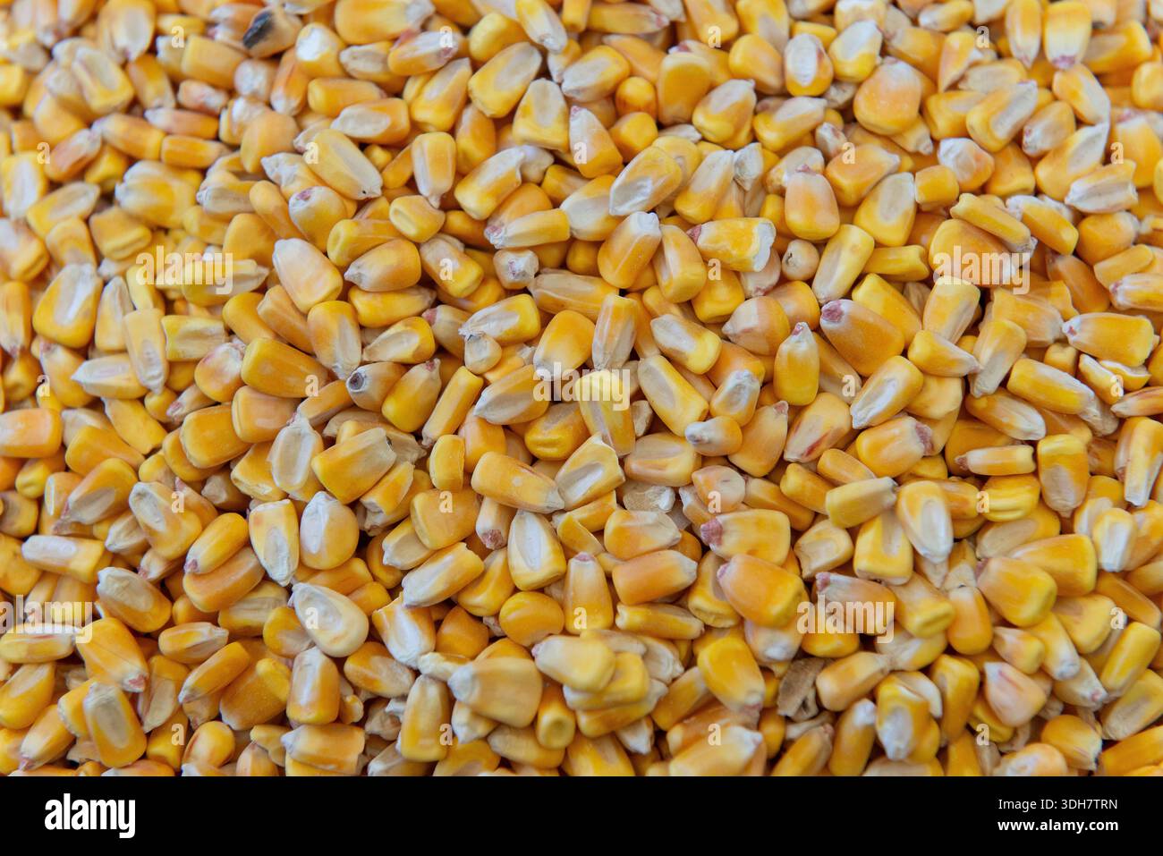 Full frame close up of yellow corn kernels. Grain texture for agriculture, harvest and animal feed background. Stock Photo