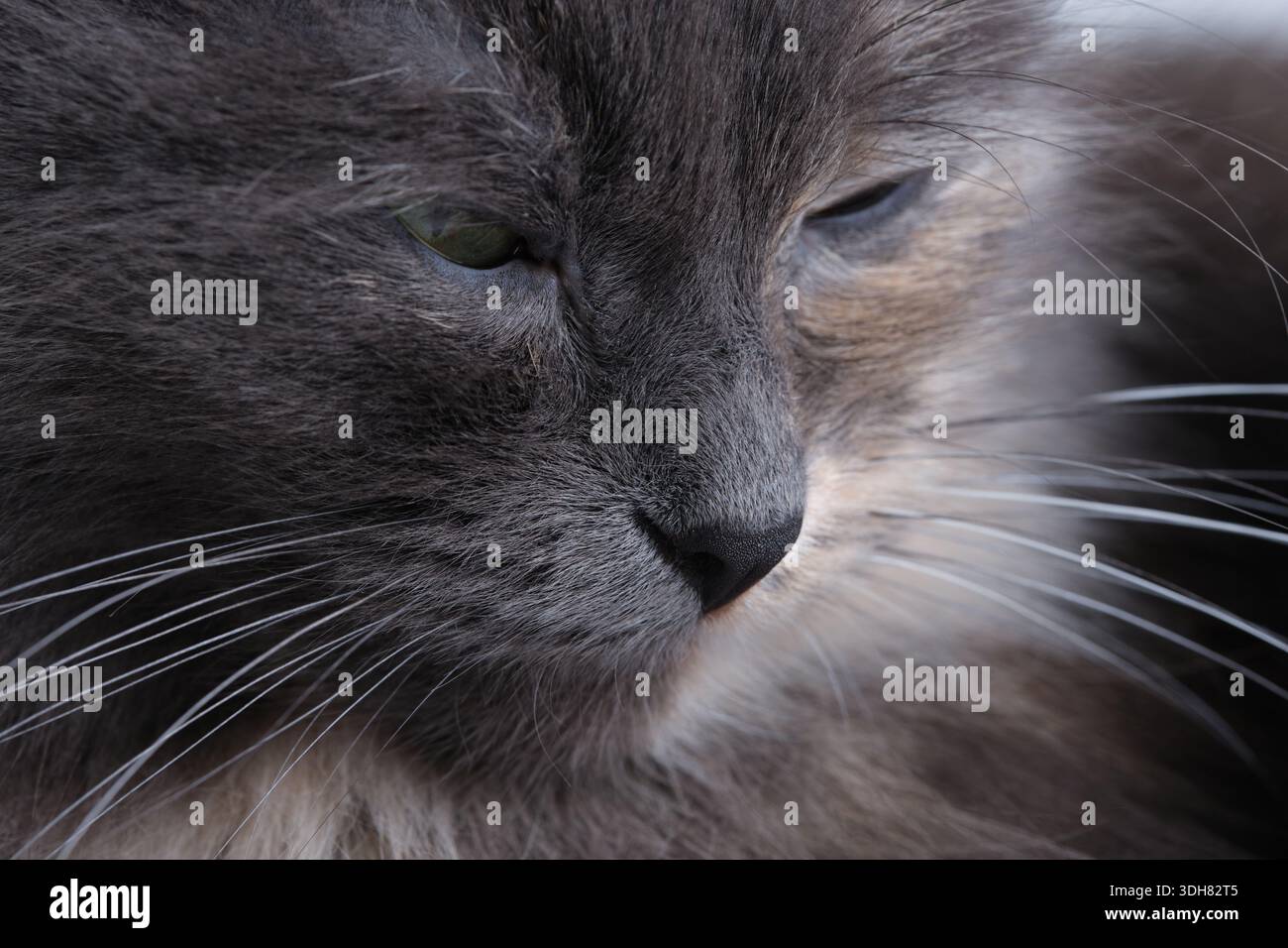 Gray cat sleeping hi-res stock photography and images - Alamy