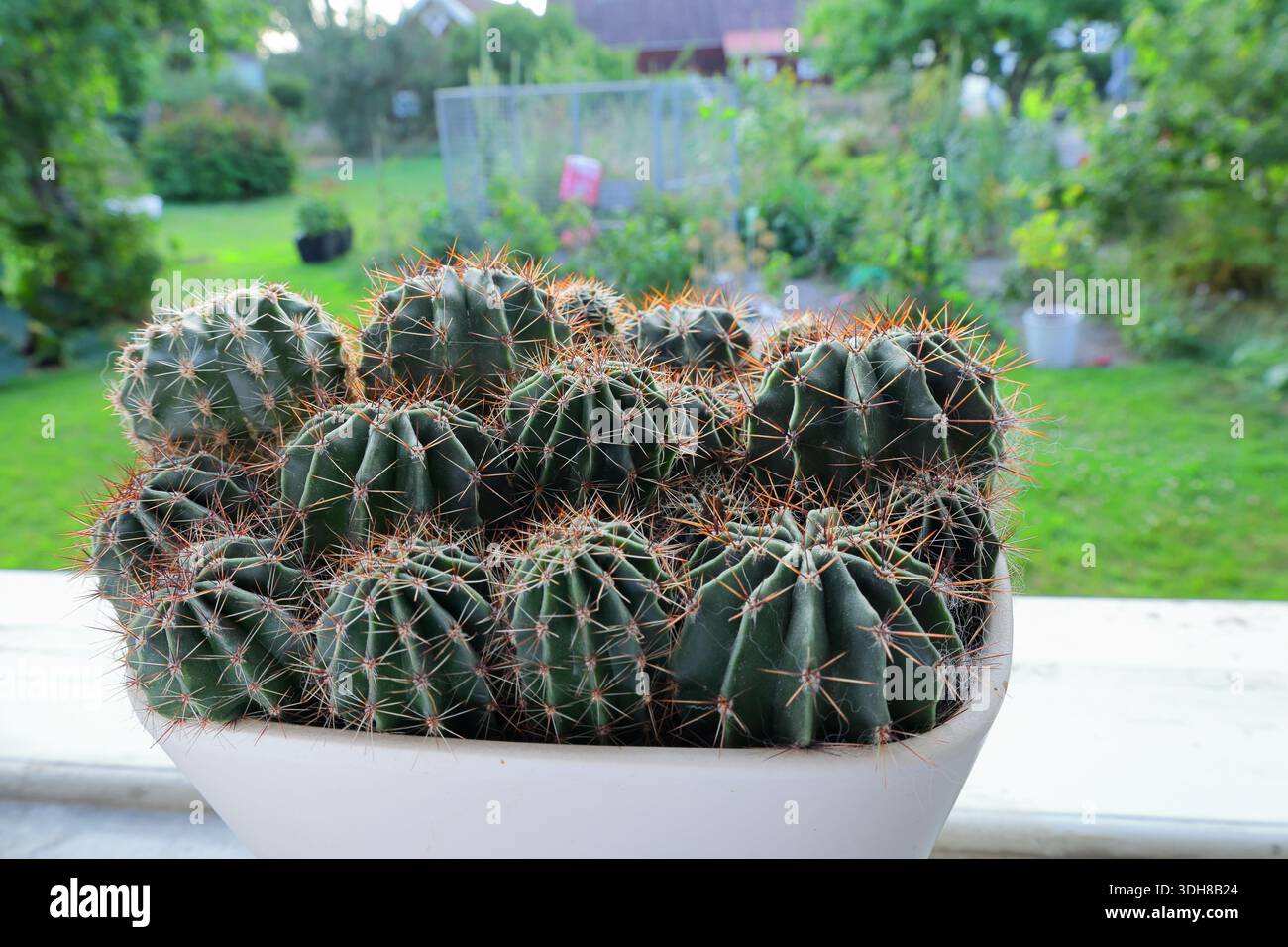 Potted cactus hi-res stock photography and images - Alamy