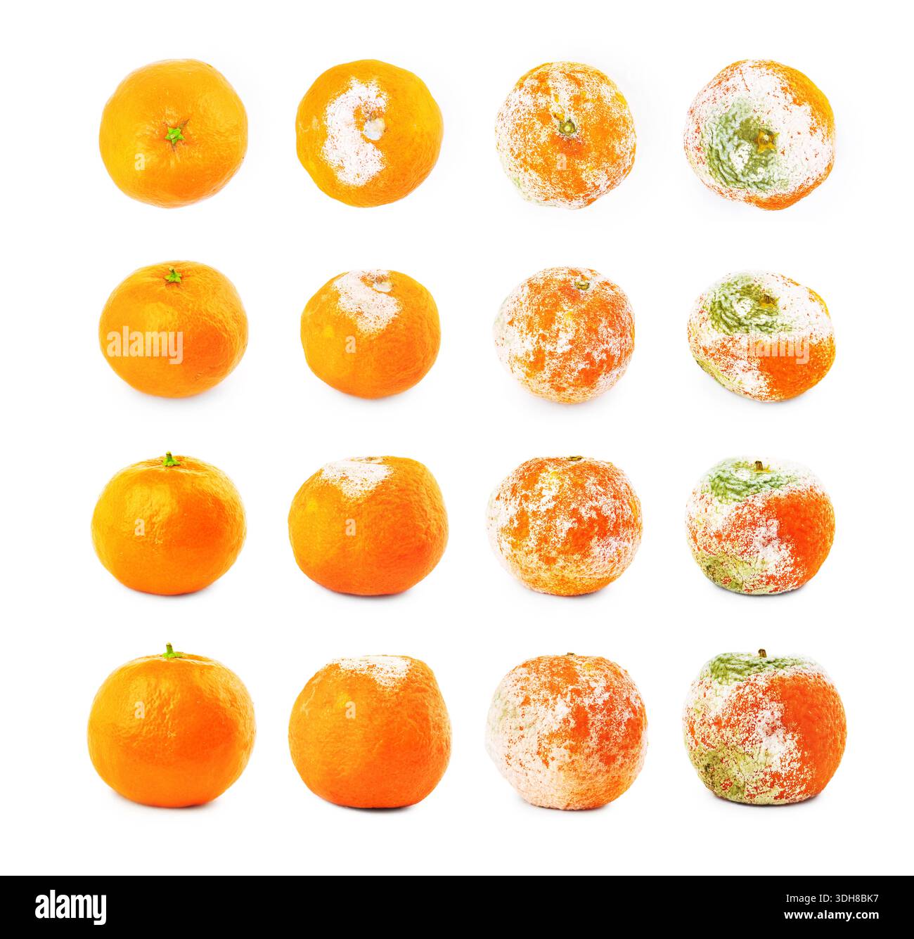 Stages of tangerine decay from fresh to rotten. Sequence of citrus ...
