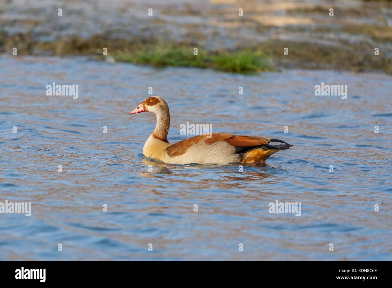 Alopochen aegyptiaca (Egyptian goose) Stock Photo