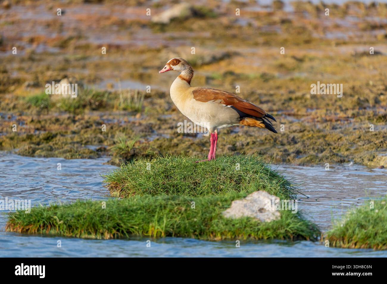 Alopochen aegyptiaca (Egyptian goose) Stock Photo