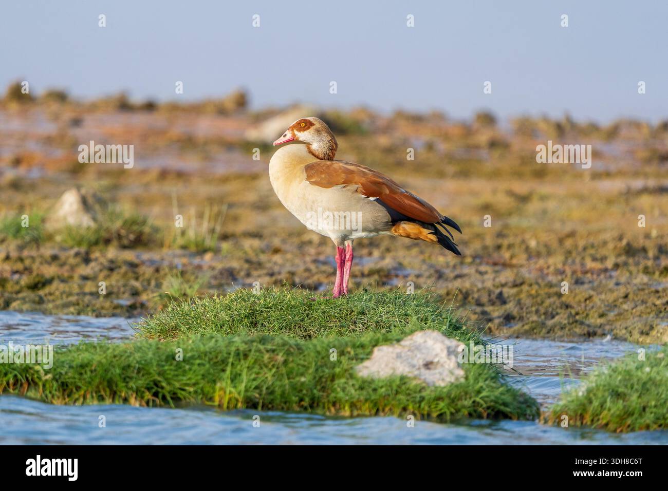 Alopochen aegyptiaca (Egyptian goose) Stock Photo