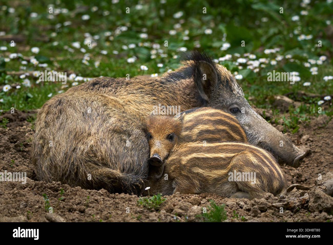 Wild Boars (Sus scrofa) wild sow lying with two piglets in brown earth in front of a meadow Stock Photo