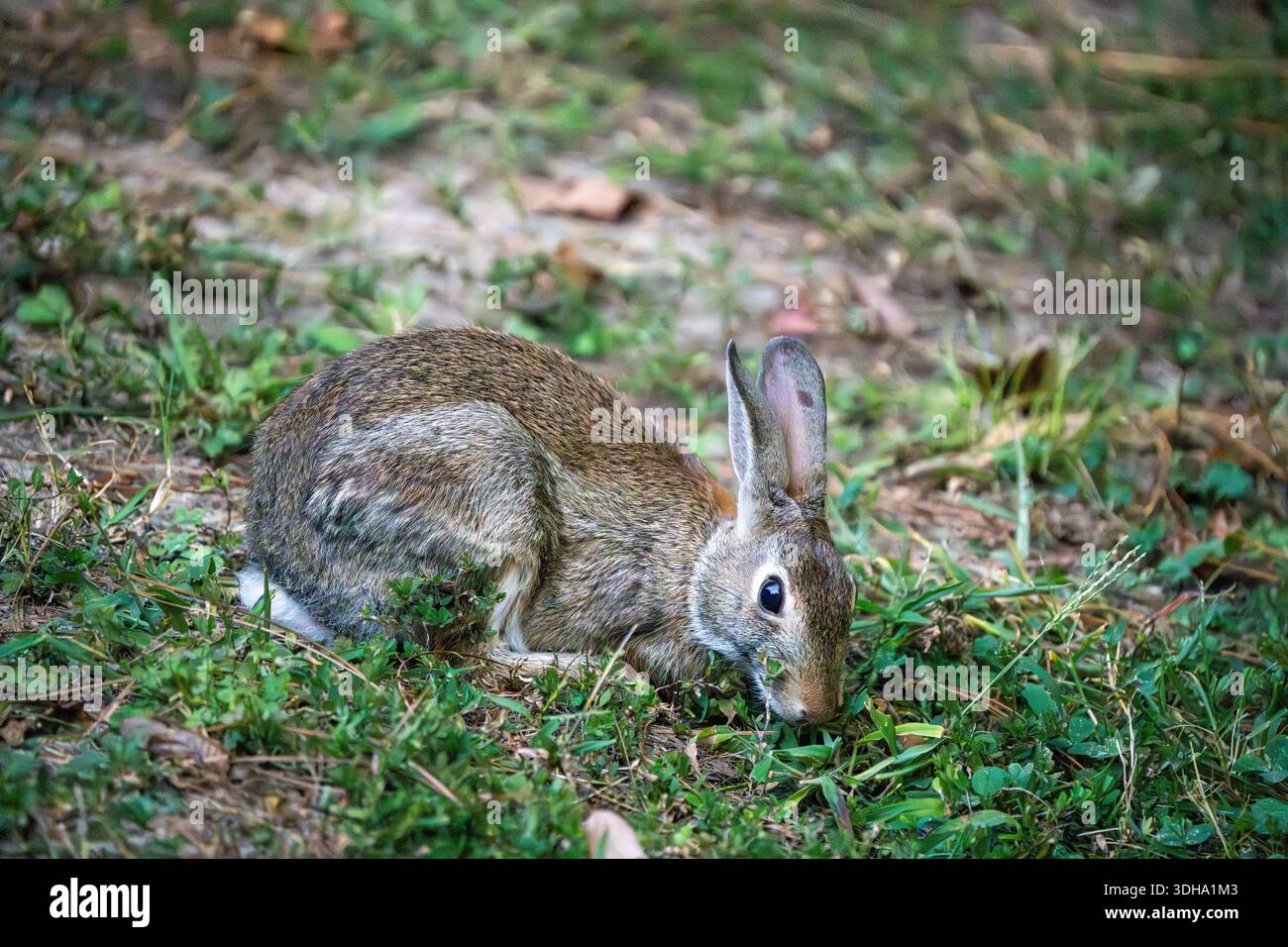 Wild rabbit forages on the lawn Stock Photo