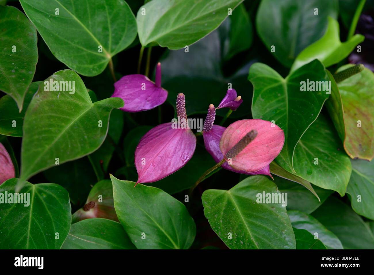 braced philodendron Philodendron Brandi (2–4 inch plant) – Coollective Plants main image 0