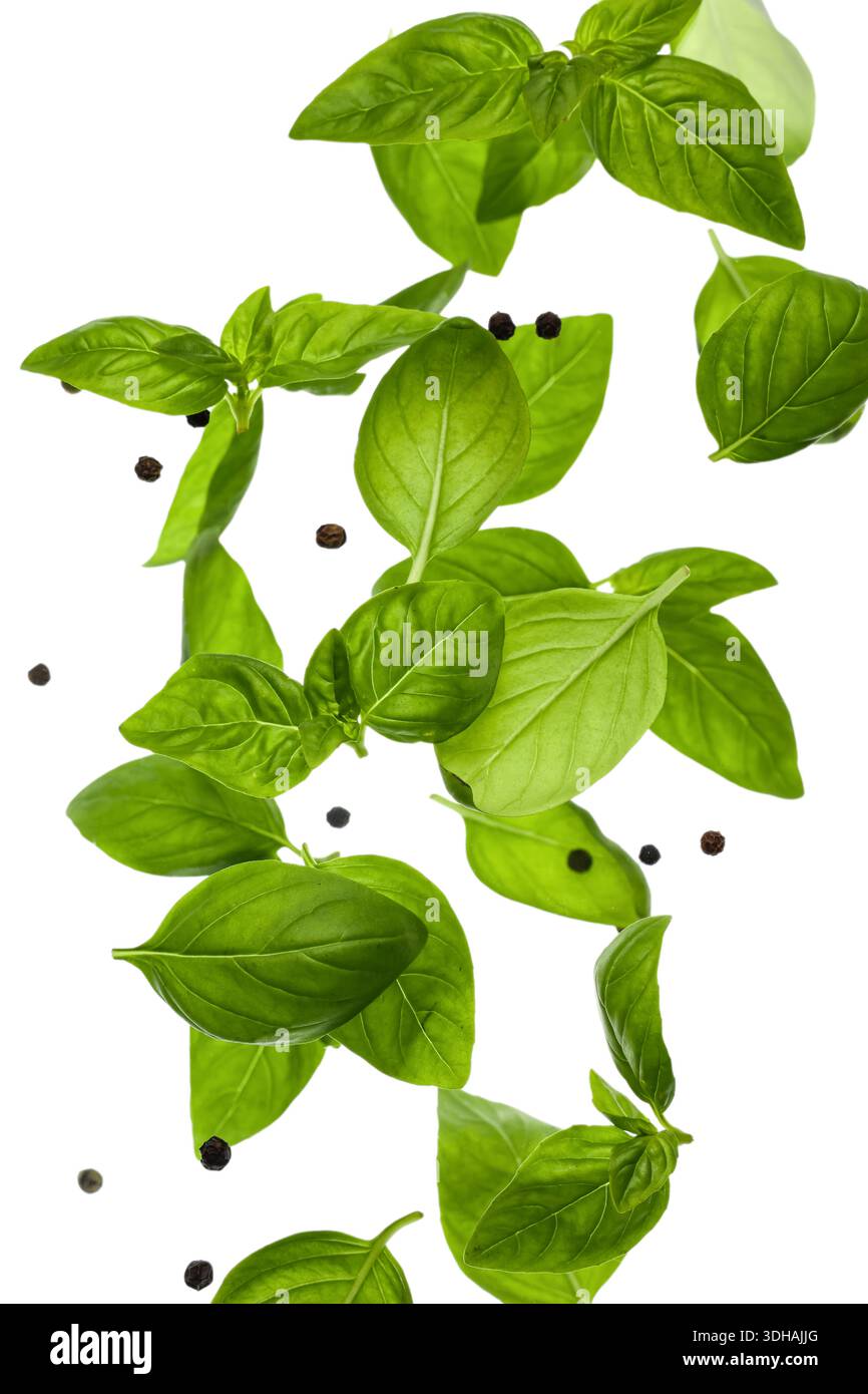 Basil leaves with peppercorns on white background Stock Photo