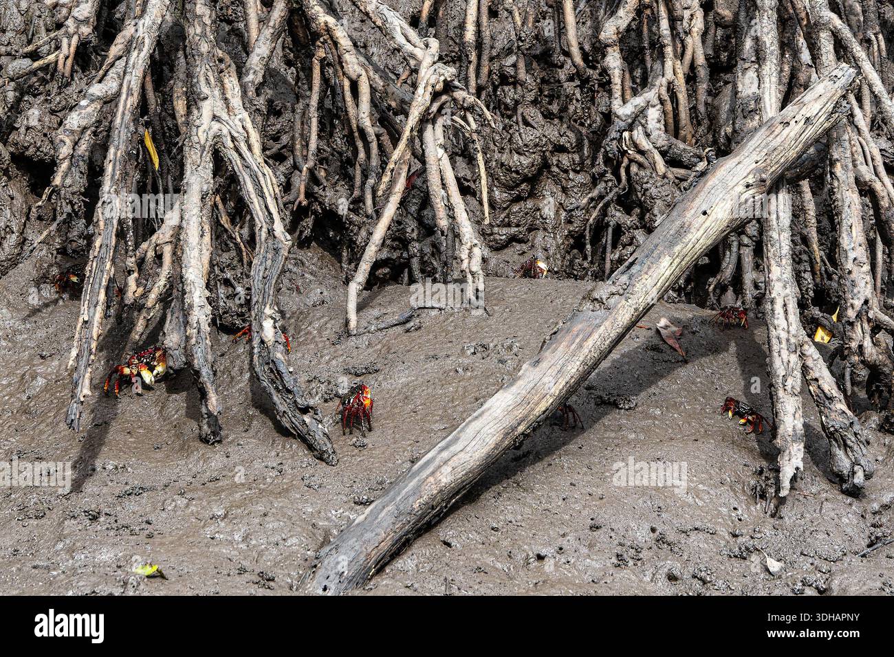 Mangrove crabs or Fiddler crabs at the Preguicas River in Tutoia, Maranhao, Brazil. Blue gray heron from New World fresh waters and mangrove, Brazil. Stock Photo