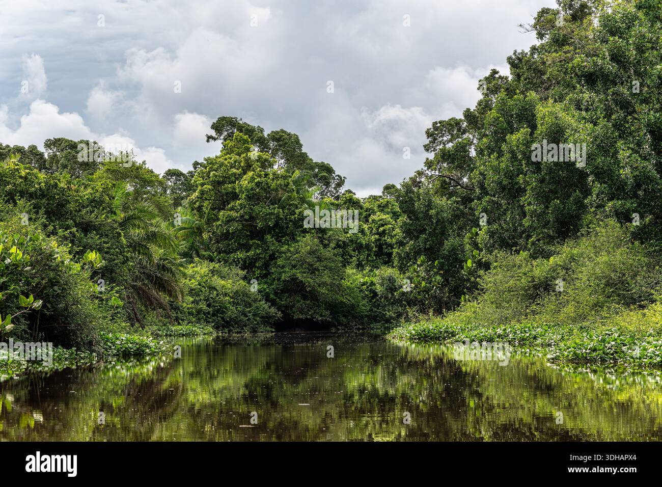 Boat trip on the Igarape do Urubu River, Delta das Americas, Ilha das ...