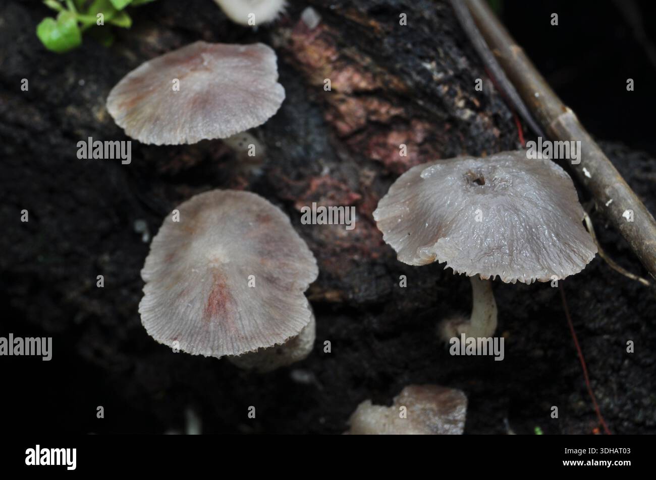 Wild Mushrooms Growing on Decaying Wood in Forest Stock Photo