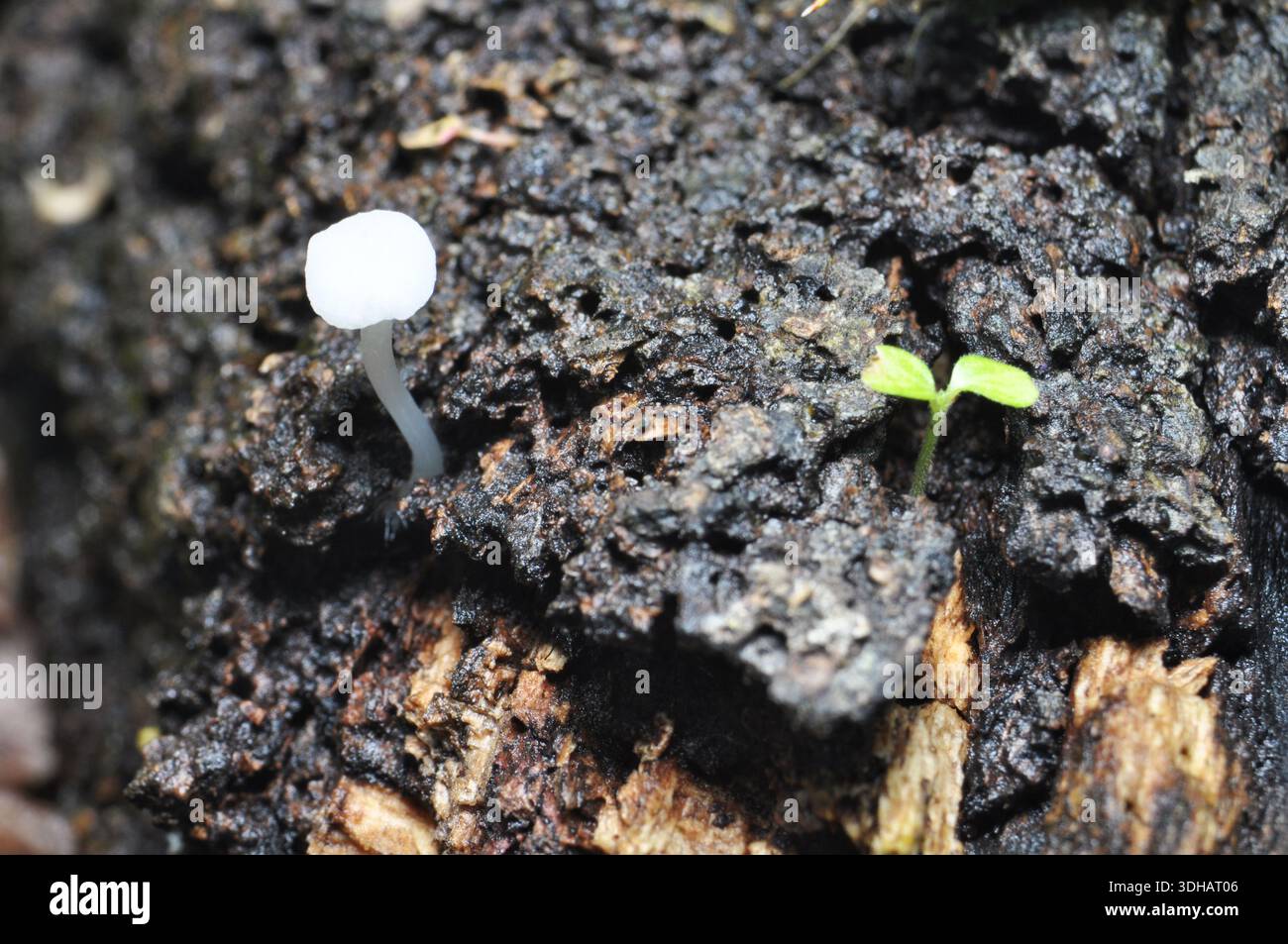 Tiny White Mushroom and Seedling Growing on Forest Soil Stock Photo