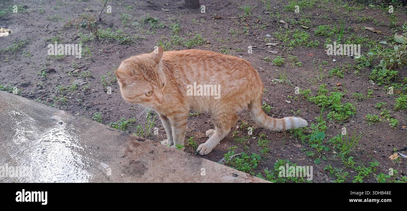Orange tabby cat standing on dirt and grass looking sideways Stock Photo