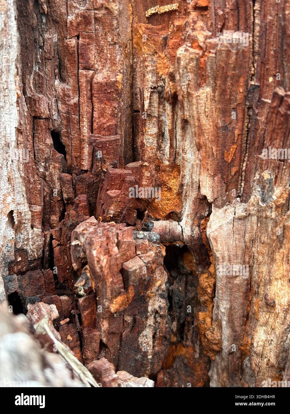 detailed tree bark texture with natural cracks and patterns - Smartphone Captured Stock Image