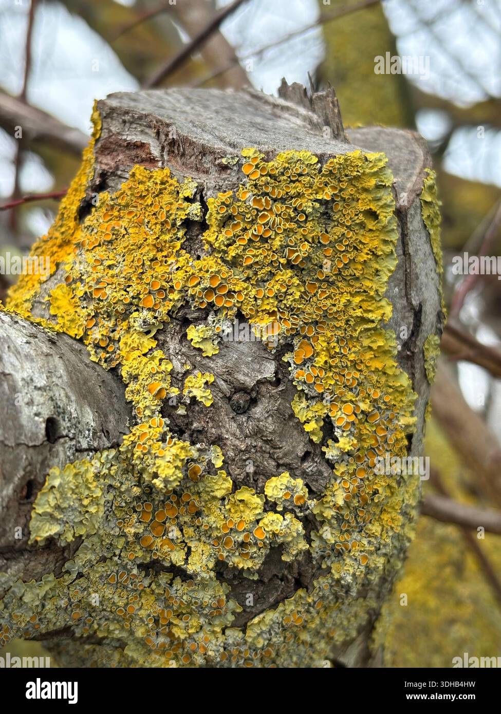 yellow lichen growing on tree branch in naturel environment - Smartphone Captured Stock Image
