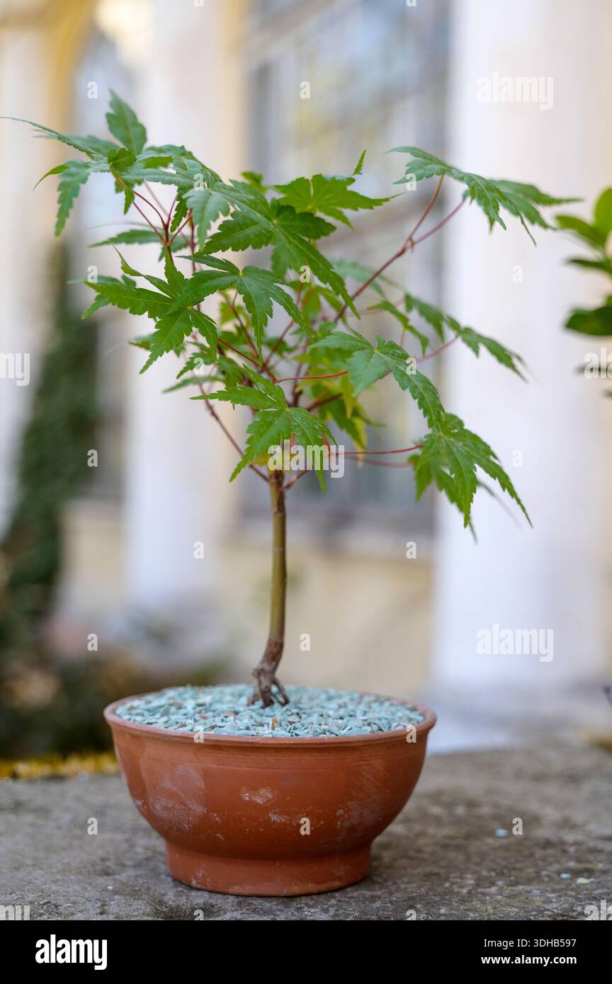 Japanese maple acer palmatum bonsai hi-res stock photography and images -  Alamy