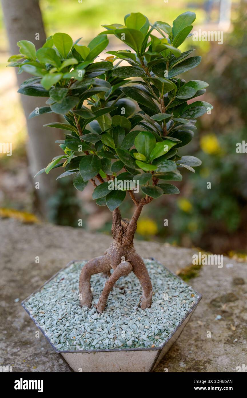 bonsai tree and cats Under the Tree Peaceful Bonsai Decor Cats Dogs Pets Beds House Scratch –  Sugarplum Store main image 1