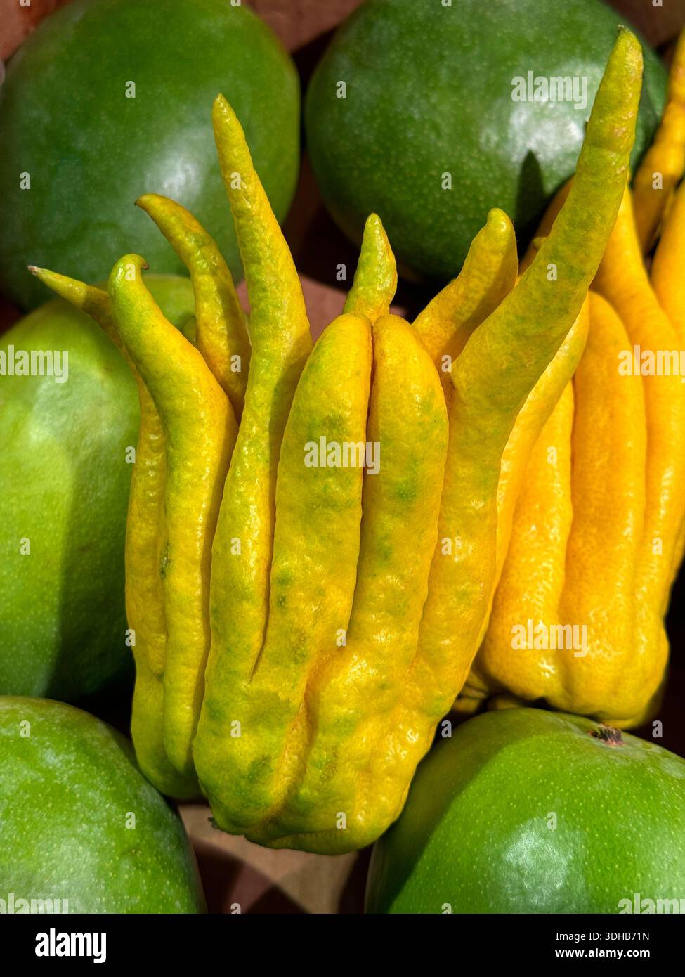 Citrus medica var. sarcodactylis, commonly called Buddha's hand or fingered citron Stock Photo