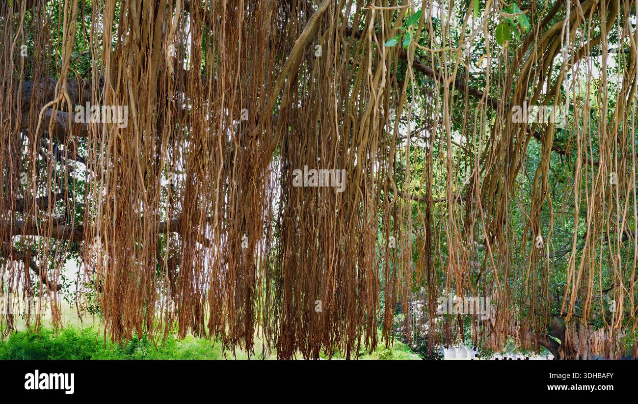 Banayan Prop Roots Aerial prop roots hi-res stock photography and images - Alamy