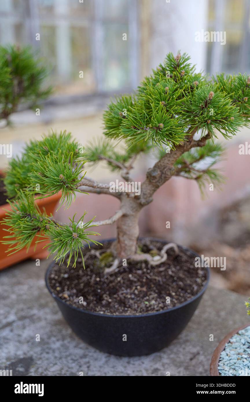 Young pine bonsai sapling with vibrant needles in a black ceramic bowl.  Concept of ornamental horticulture, minimalist garden aesthetic, and  organic p Stock Photo - Alamy