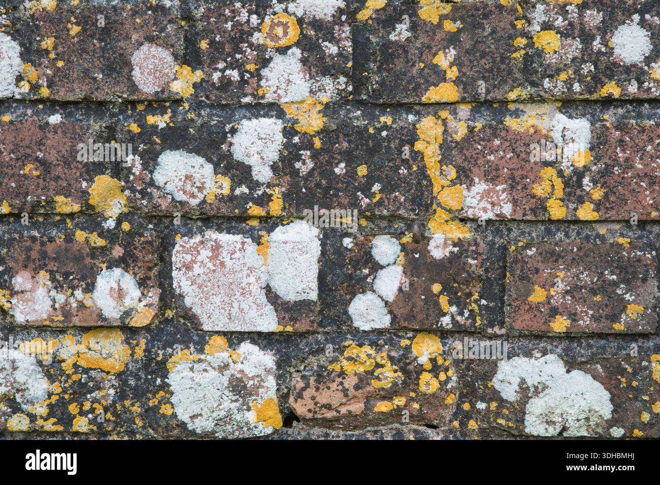 White lichen (Diploicia canescens) and Yellow sunburst lichen (Xanthoria parietina) also know as Maritime Sunburst and Yellow Wall Lichen growing on a Stock Photo