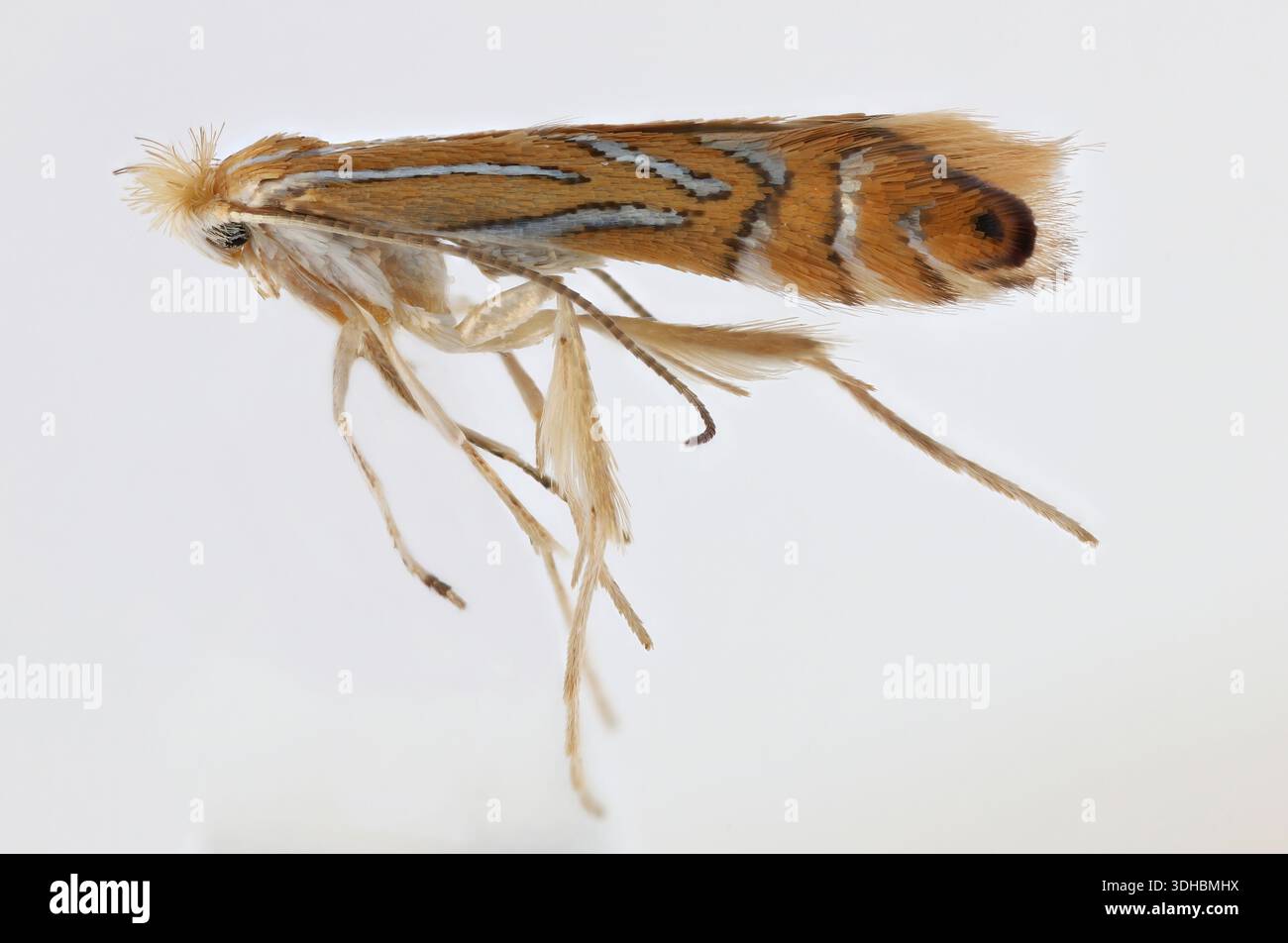 Plane Insect London plane (Platanus x hispanica) leaf miner, Phyllonorycter platani ...