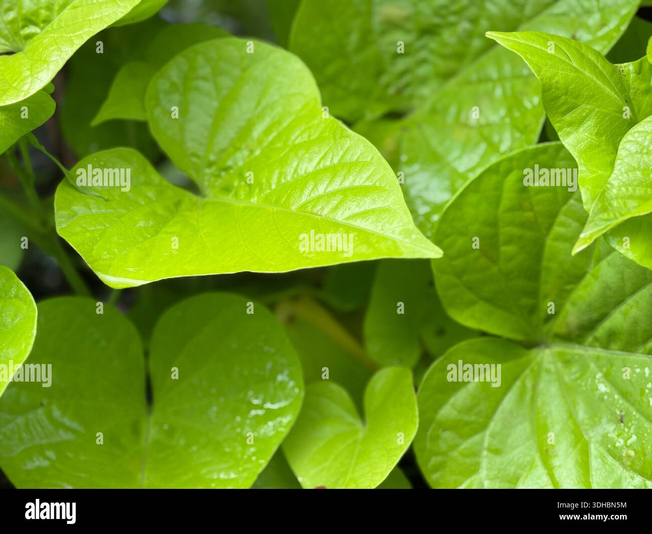 Fresh green leaves with vibrant textures and natural veins, captured in soft daylight, symbolizing growth, nature, and environmental freshness. - Smartphone Captured Stock Image