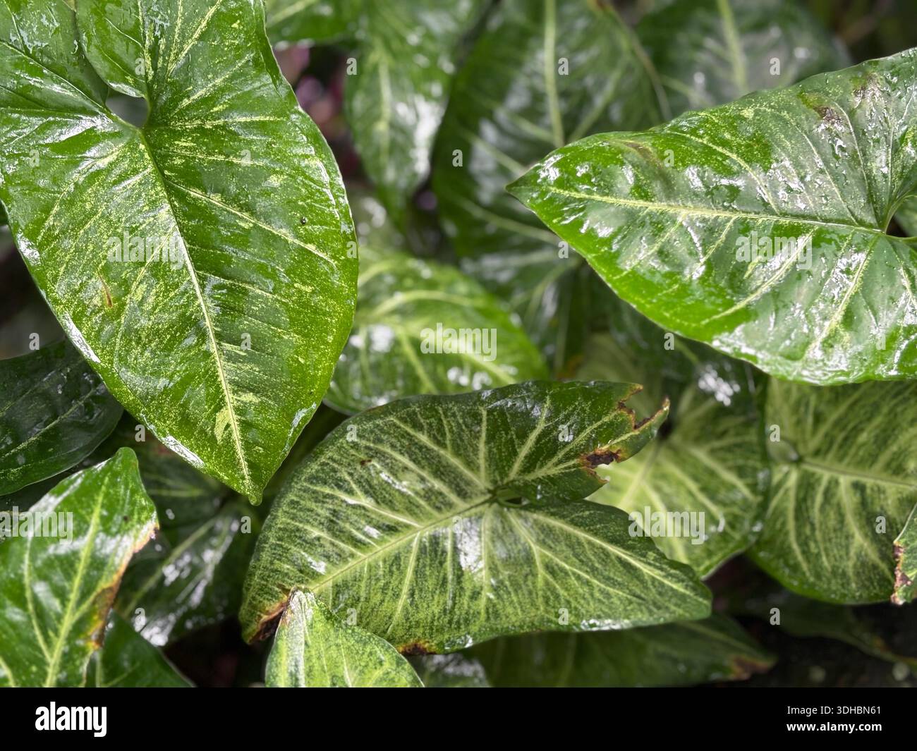 Close-up of glossy green variegated leaves with natural patterns and textures, captured in daylight, ideal for nature, eco, and botanical backgrounds. - Smartphone Captured Stock Image
