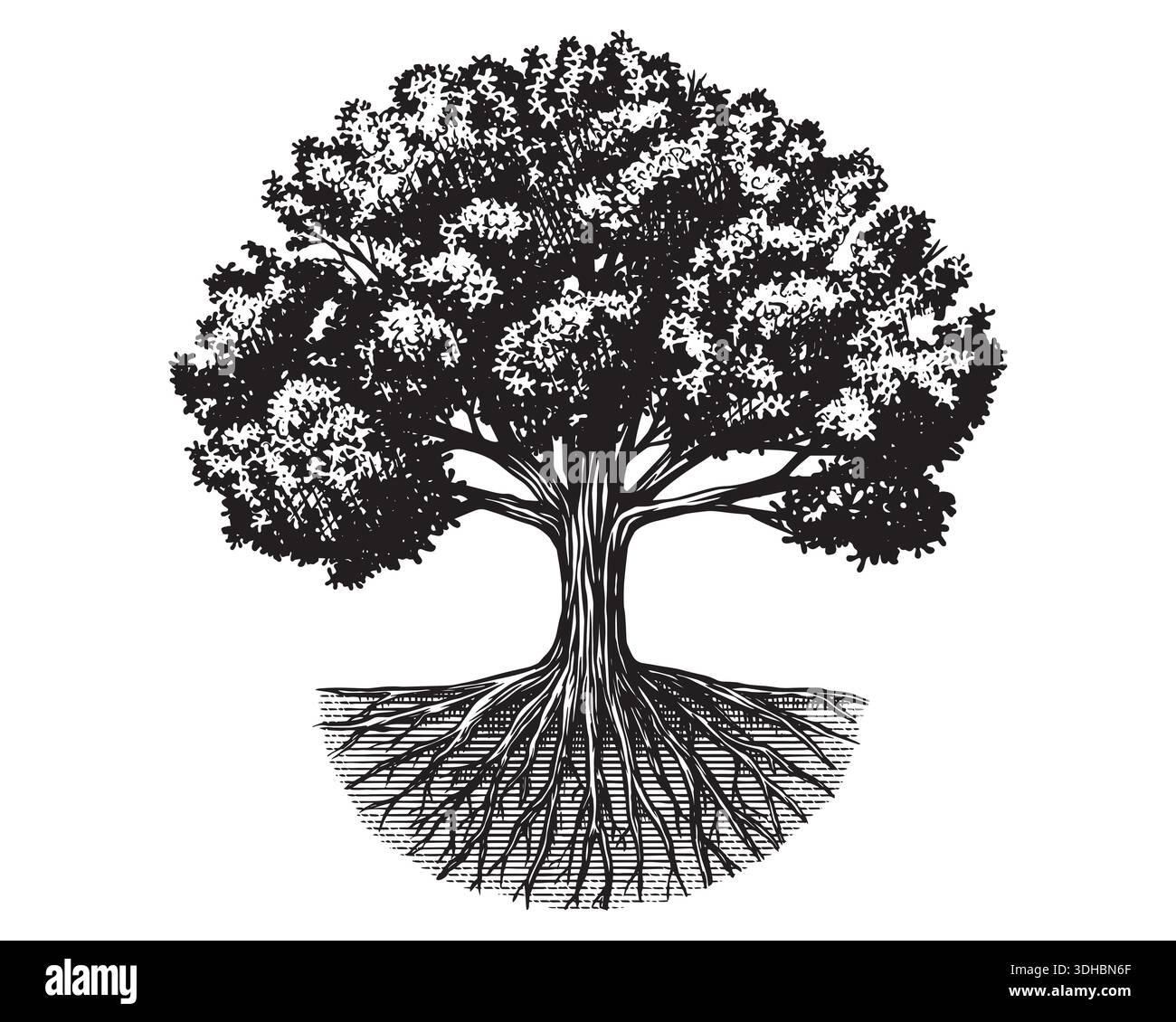 Walnut Tree Roots Images Black walnut tree roots hi-res stock photography and images - Alamy