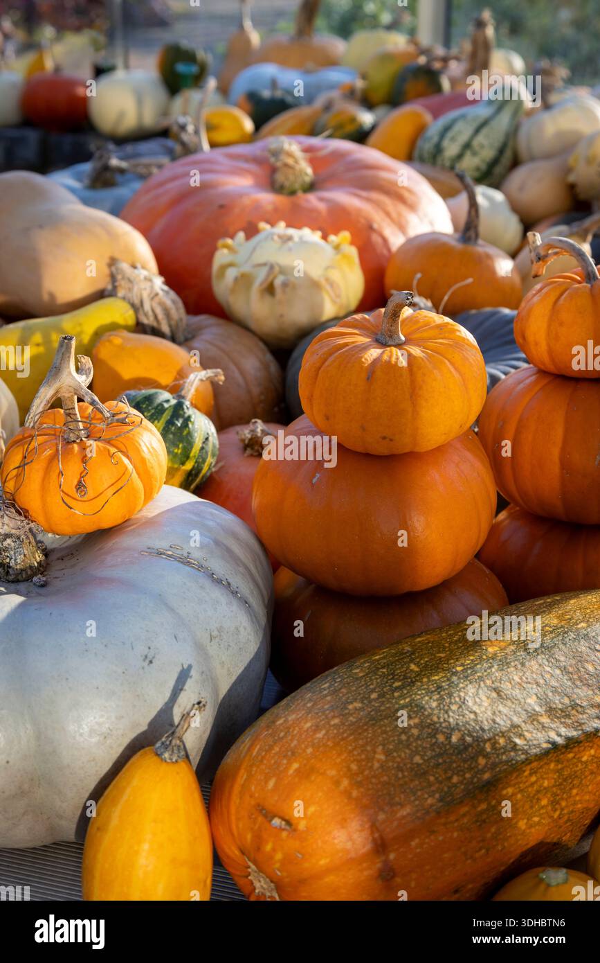 Autumnal Squashes and pumpkins displayed on a table Stock Photo