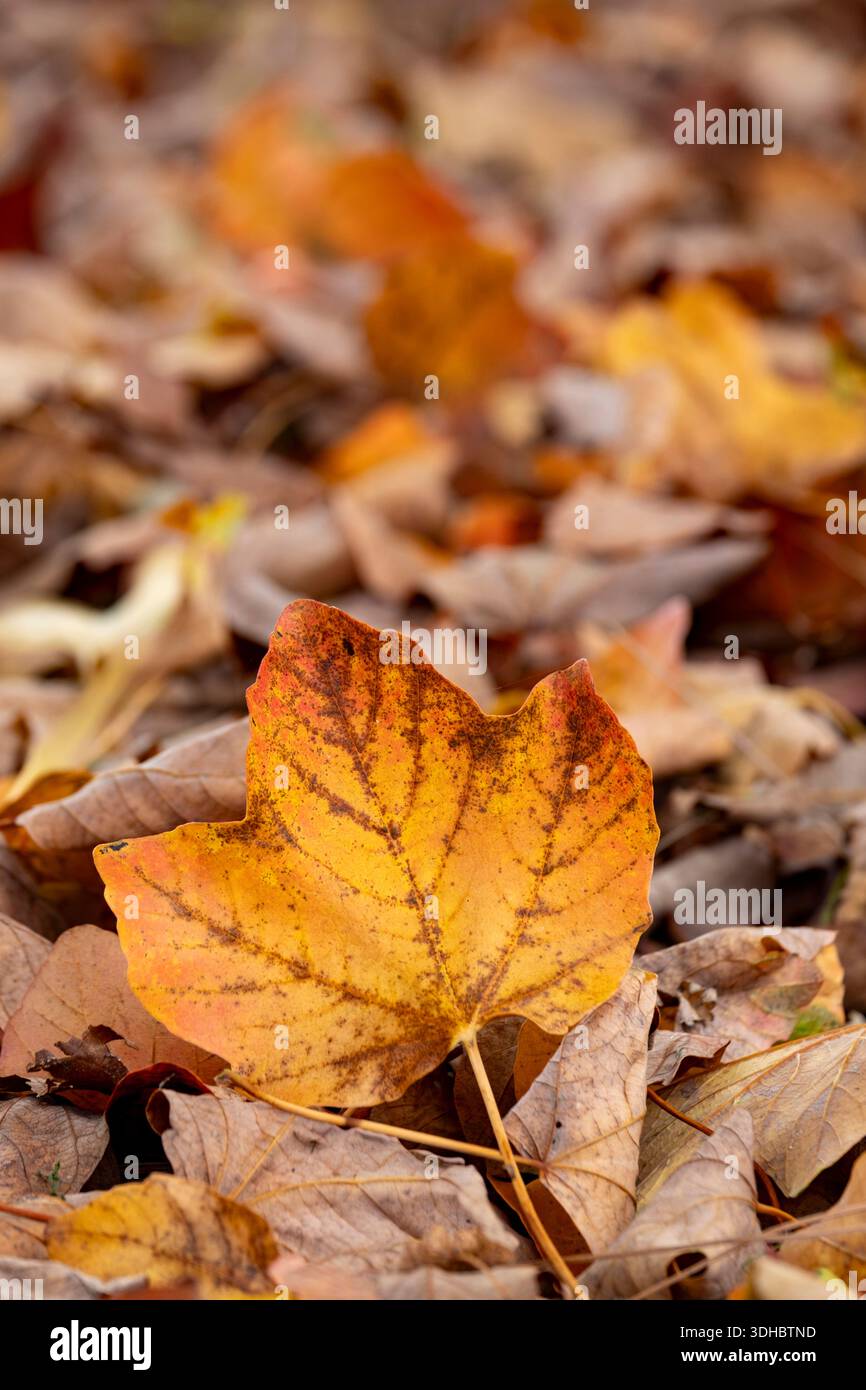 Fallen Acer, Maple, leaves in autumn Stock Photo
