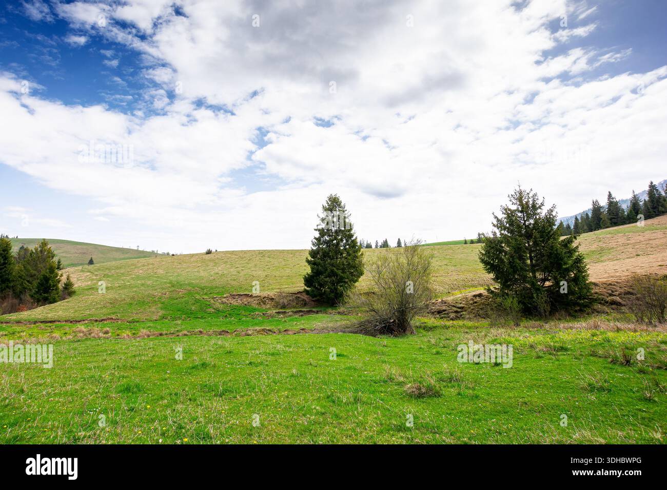 rolling hill with green field under cloudy sky in spring. scenic view countryside landscape in carpathian mountains of ukraine. travel destination and Stock Photo