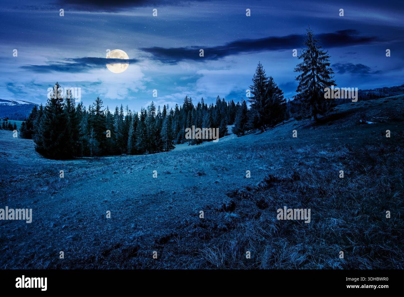 beautiful springtime weather in mountains at night. spruce forest on a grassy meadow in full moon light. alpine landscape with some clouds on dark sky Stock Photo