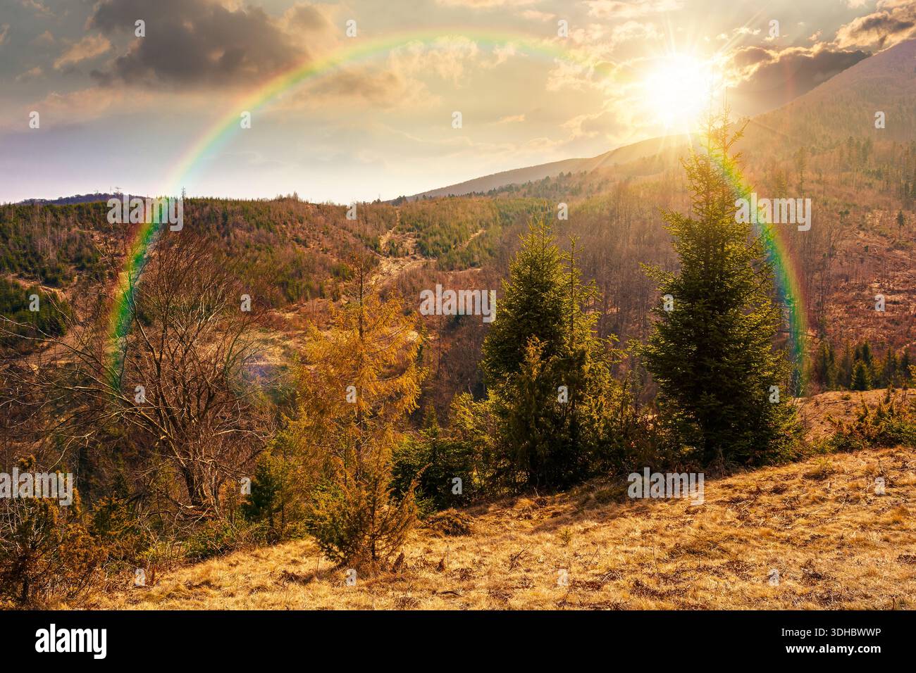 carpathian mountains in early spring at sunset. tree stumps on rolling hills in evening light. forest clearing. deforestation landscape under blue sky Stock Photo