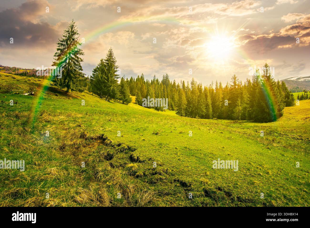 beautiful springtime weather in mountains at sunset. spruce forest on a grassy meadow in evening light. alpine landscape with some clouds on blue sky. Stock Photo