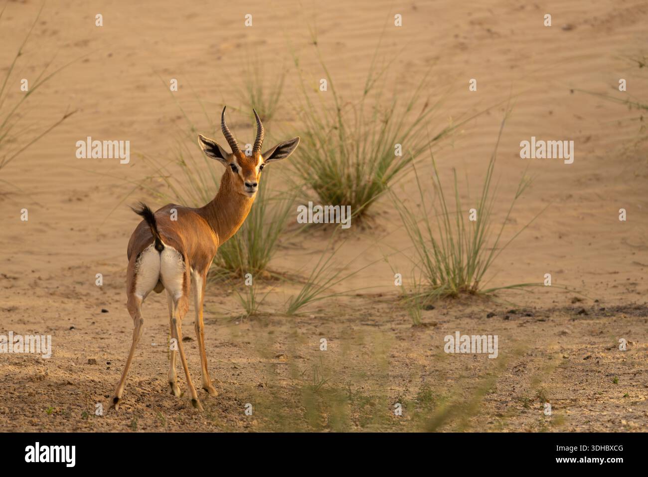 An Arabian mountain gazelle (Gazella gazella) looking back while ...
