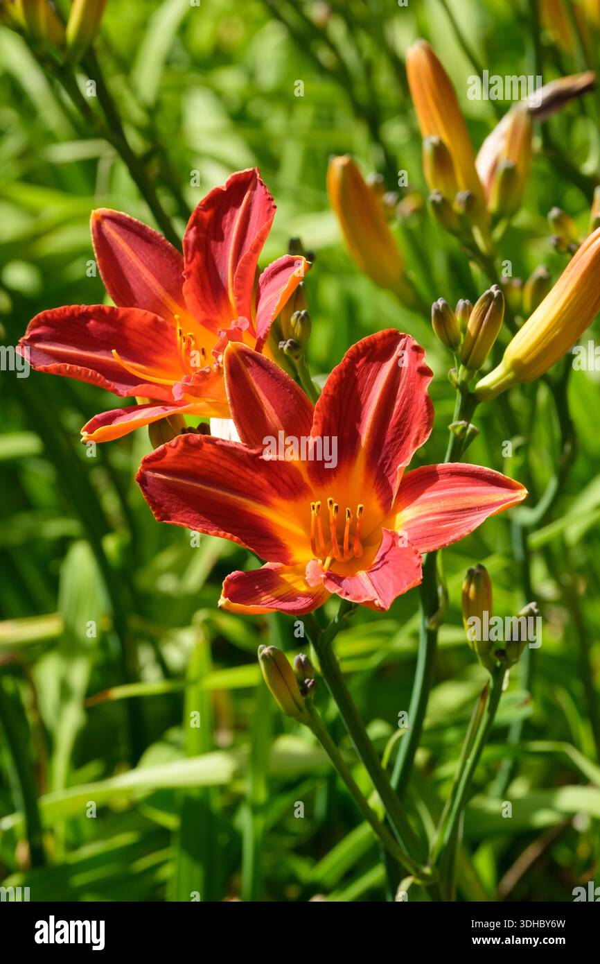 Daylily Cynthia Mary, Hemerocallis Cynthia Mary, star-shaped deep red flowers, darker edges, orange throats, Stock Photo