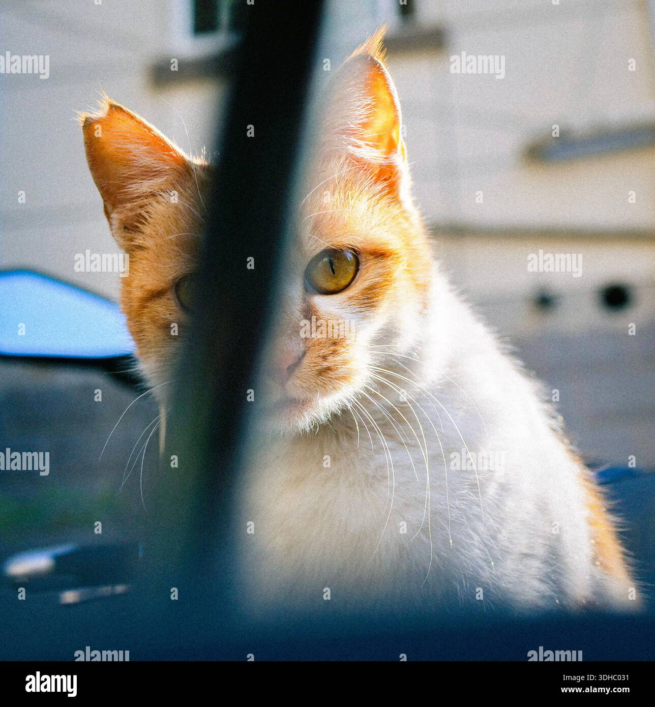 An orange cat staring Stock Photo