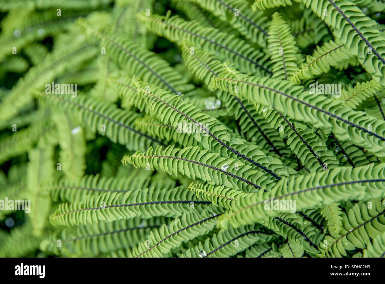 Farn blatt hi-res stock photography and images - Page 2 - Alamy