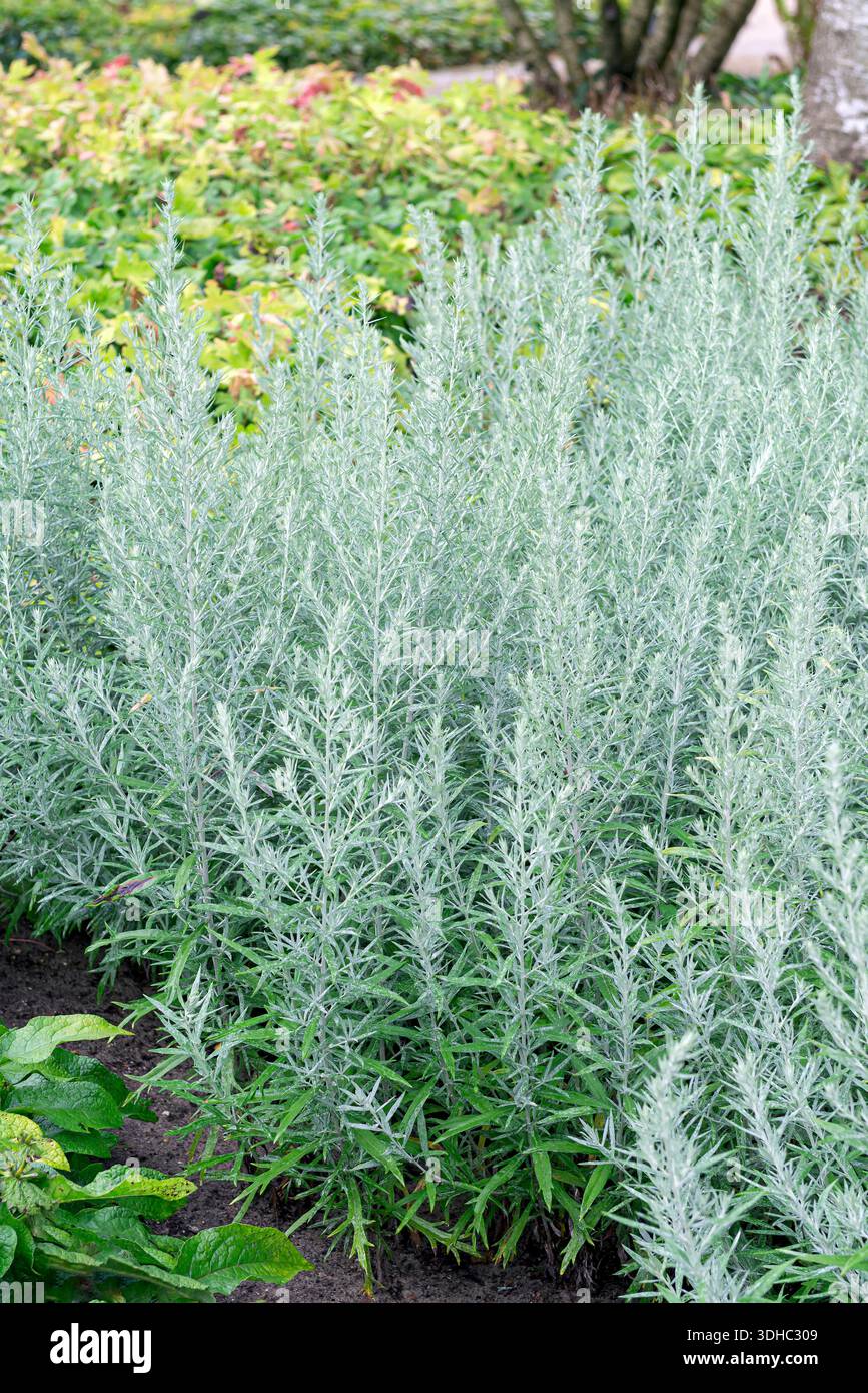 bottle gourd plant Birdhouse Bottle Gourd 1 Pound main image 1
