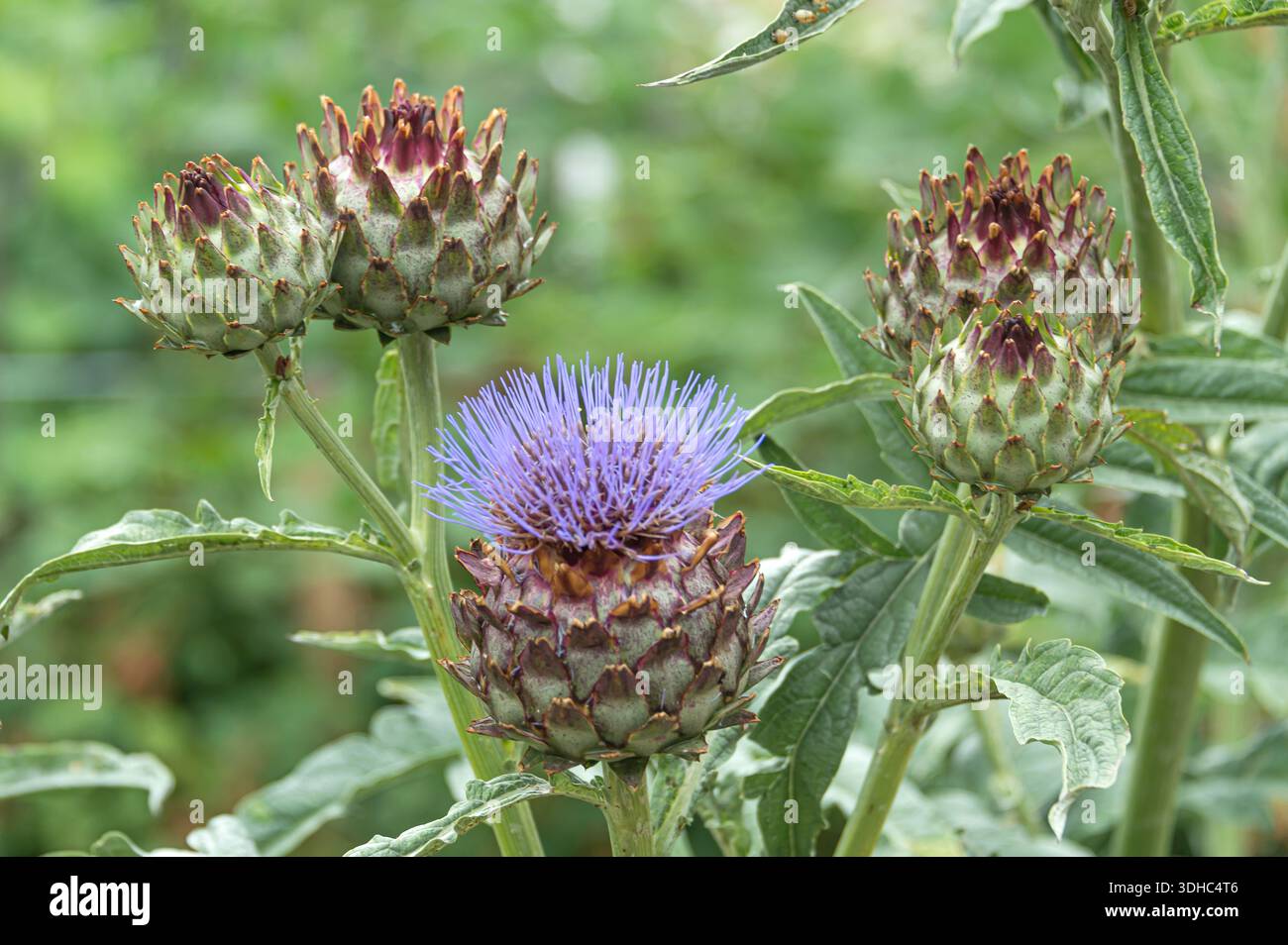 Artischocke (Cynara scolymus) Stock Photo