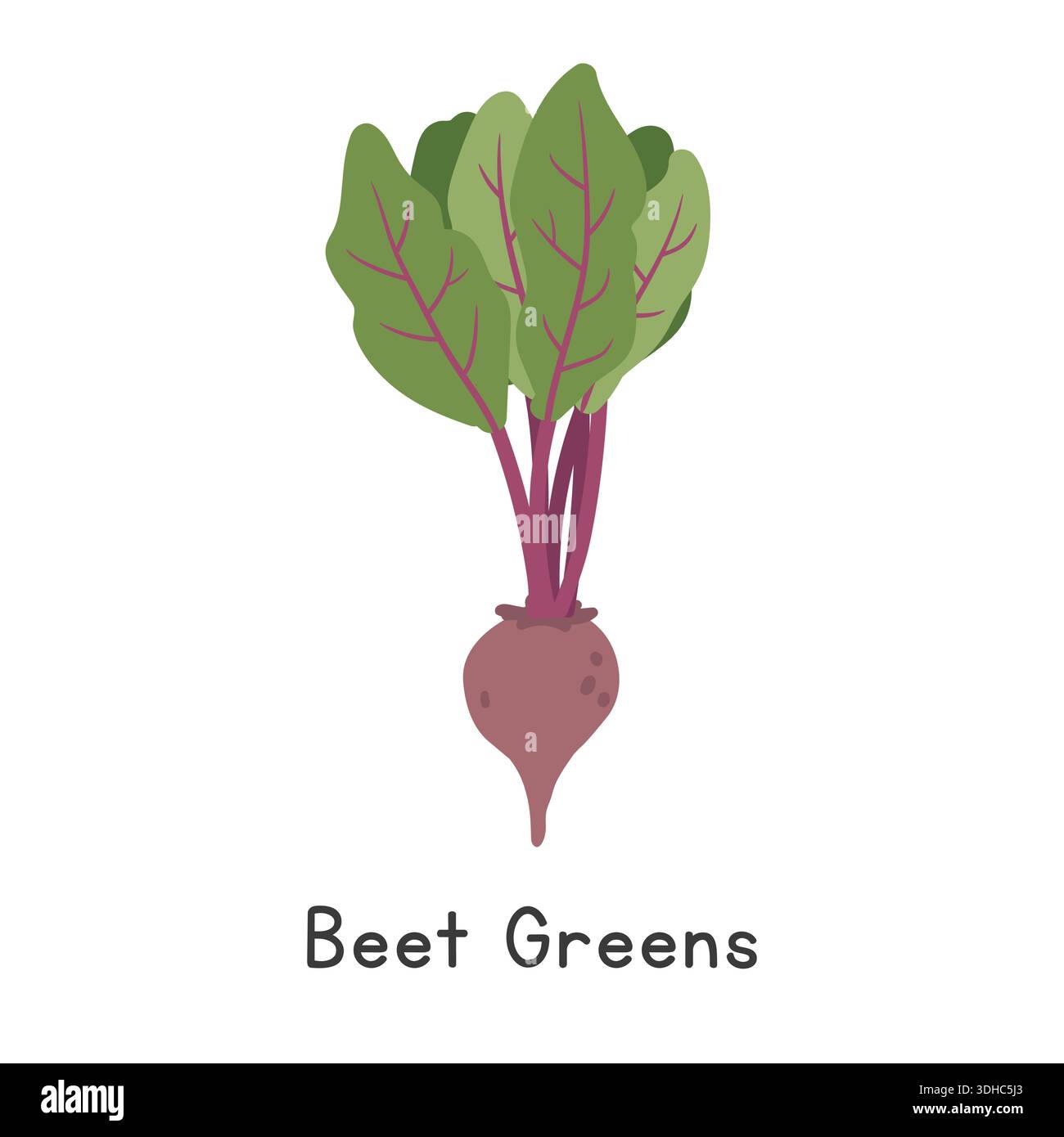 Beet Greens Flat Cartoon Vector Illustration Isolated on White Background Stock Vector