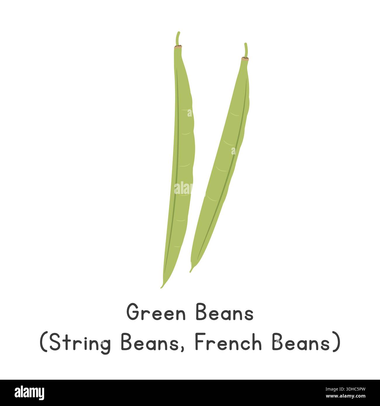 Green beans garden bean Stock Vector Images - Alamy