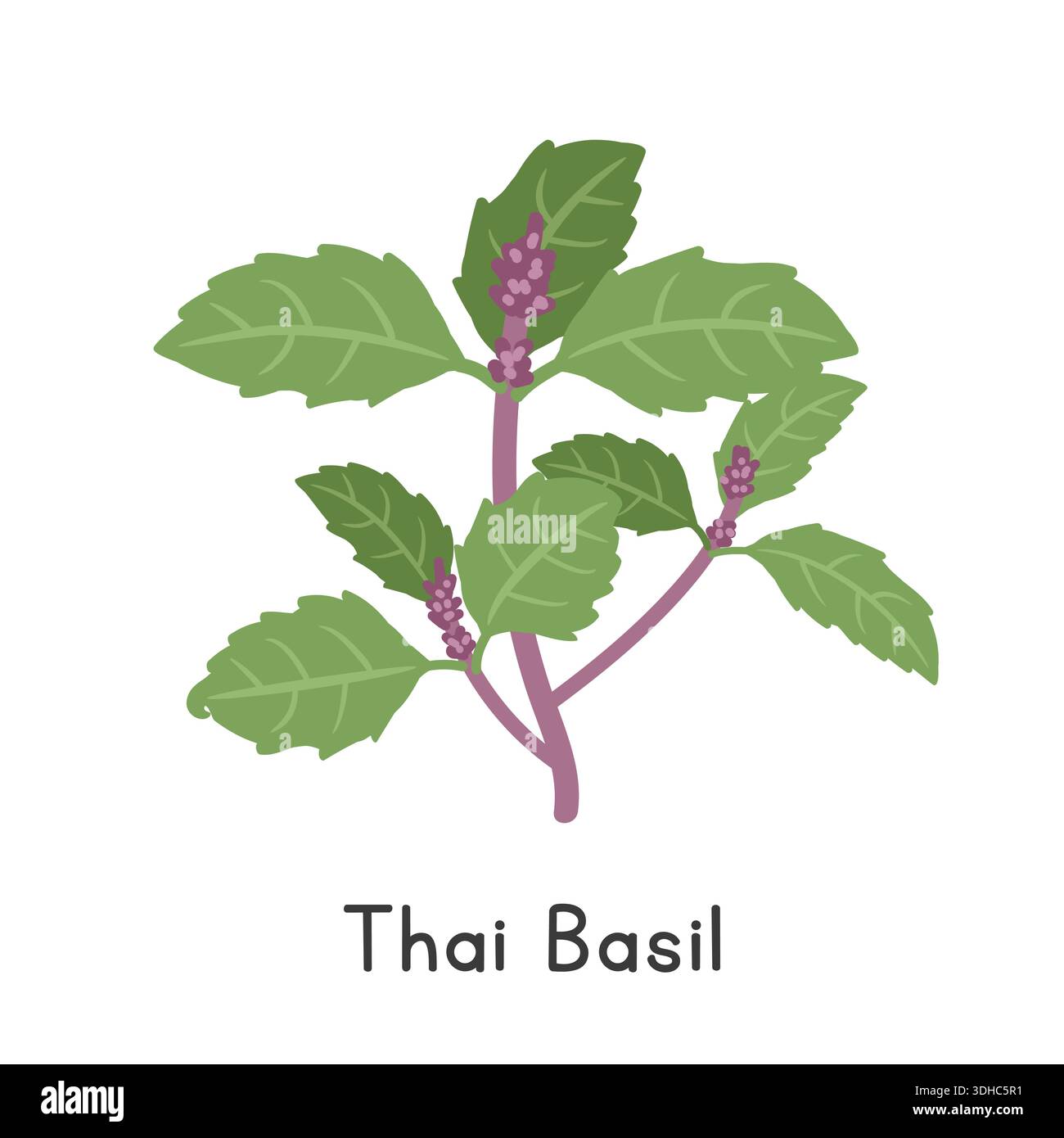 Thai Basil Flat Cartoon Vector Illustration Isolated on White Background. Thai Basil Clipart Stock Vector