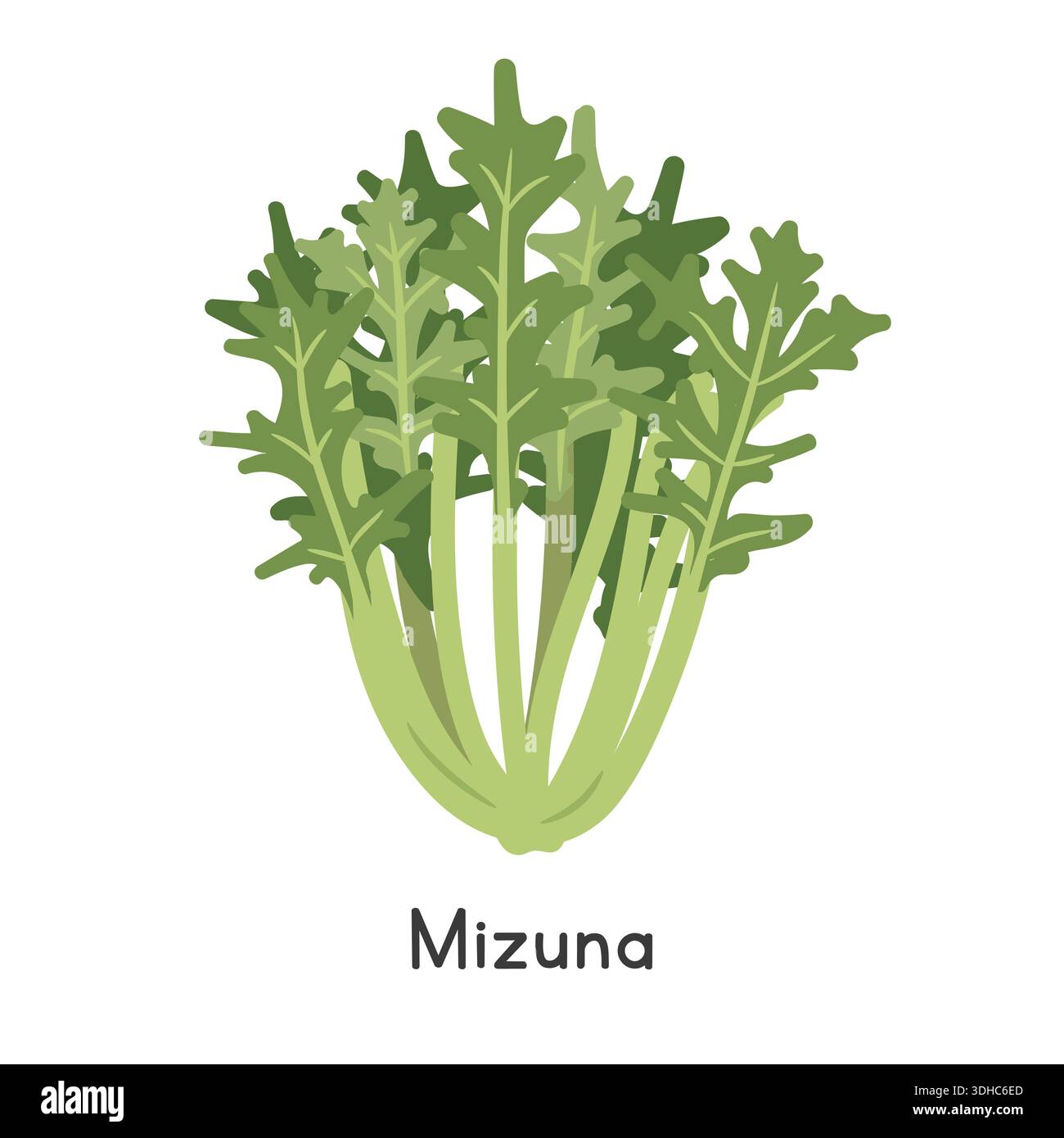 Ed Rapa Mizuna (Brassica rapa var. niposinica) Flat Cartoon Vector Illustration ...