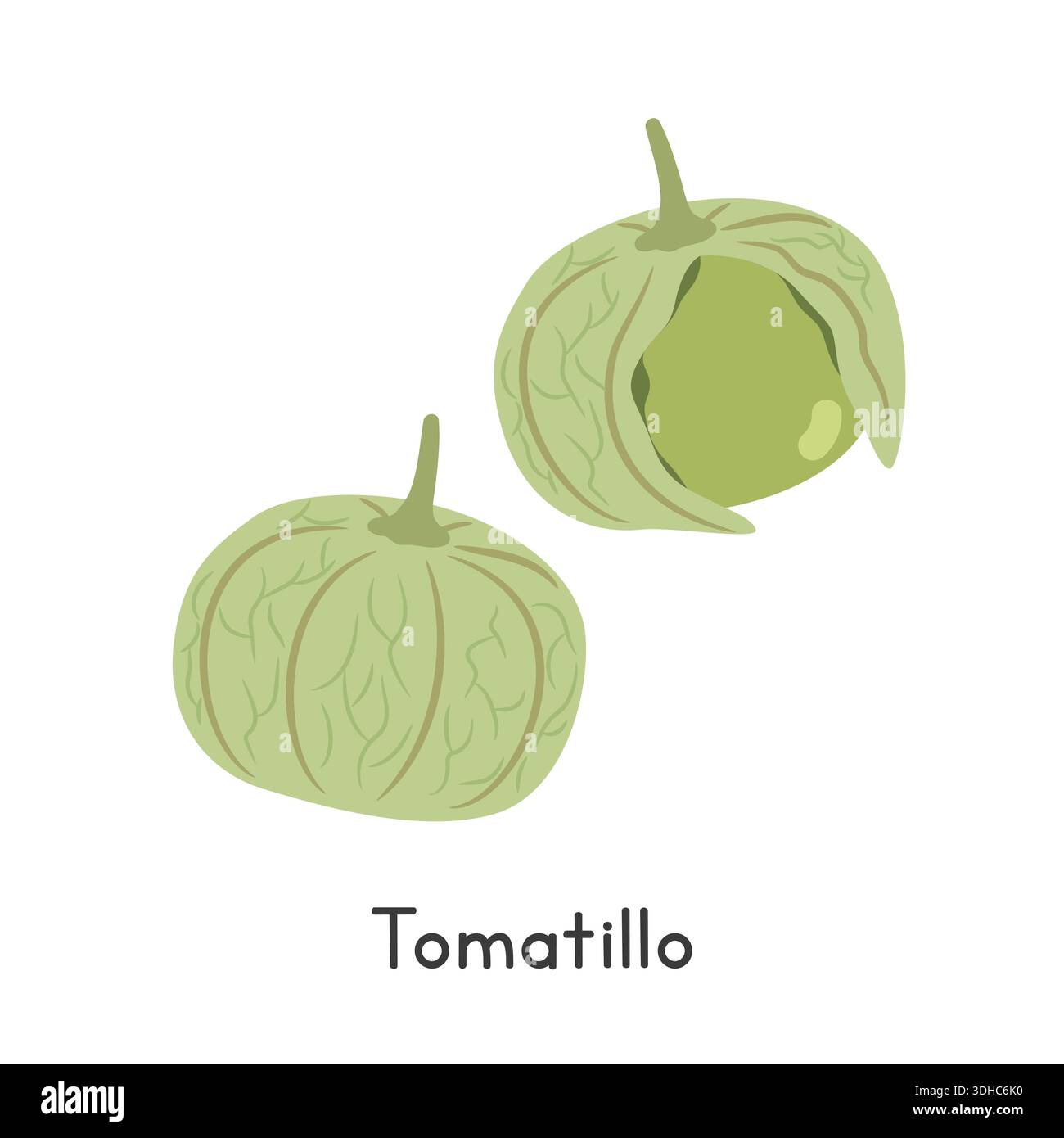 Tomatillo (Physalis philadelphica) Flat Cartoon Vector Illustration Isolated on White Background. Tomatillo Cipart Stock Vector