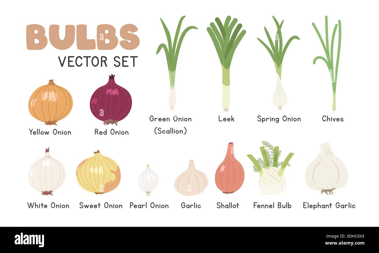 Leek bulbs Stock Vector Images - Alamy