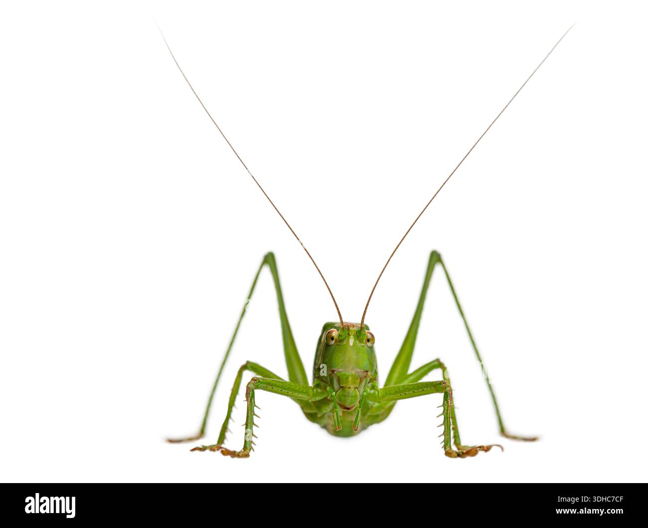 great green bush-cricket, Tettigonia viridissima, insect standing front ...