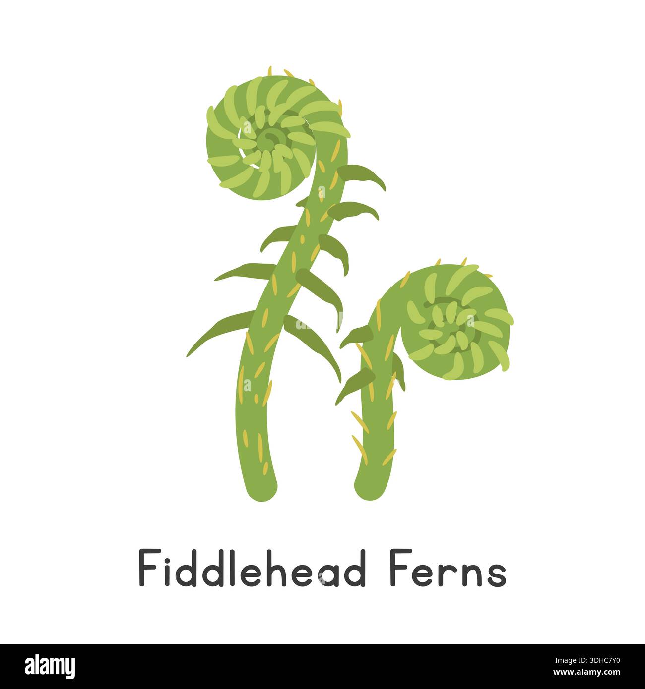 Fiddlehead Vector Fiddlehead Ferns Vector Illustration. Fiddlehead Ferns Cartoon Clipart ...
